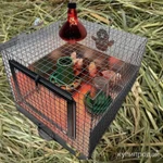 Фото №5 Брудер для цыплят