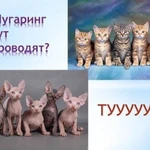  Шугаринг