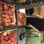 Фото №2 Продаем парагвайский персик