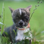 Фото №7 Малыши Чихуахуа