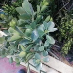 Фото №5 Самшит вечно зелёный. Цена за веточку.