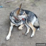 Фото №3 Лайка Зуля