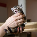 Фото №7 Котята манчкин