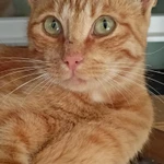 Фото №3 кошечка Злата