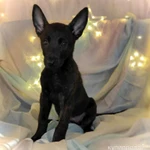 Фото №2 Щенки голландской овчарки