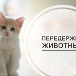 Передержка кошек