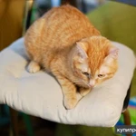 Фото №2 Кошечка Апельсинка - рыжая красавица в добрые руки