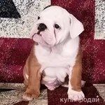 Фото №5 Щенки английского бульдога