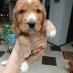 Фото №3 щенки английского кокер спаниеля