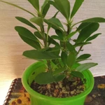 Фото №3 Молочай Миля