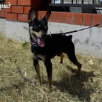 Фото №2 Цвергпинчер ищет невест