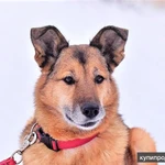 Фото №2 Дана. Потрясающая семейная собака из приюта в добрые руки