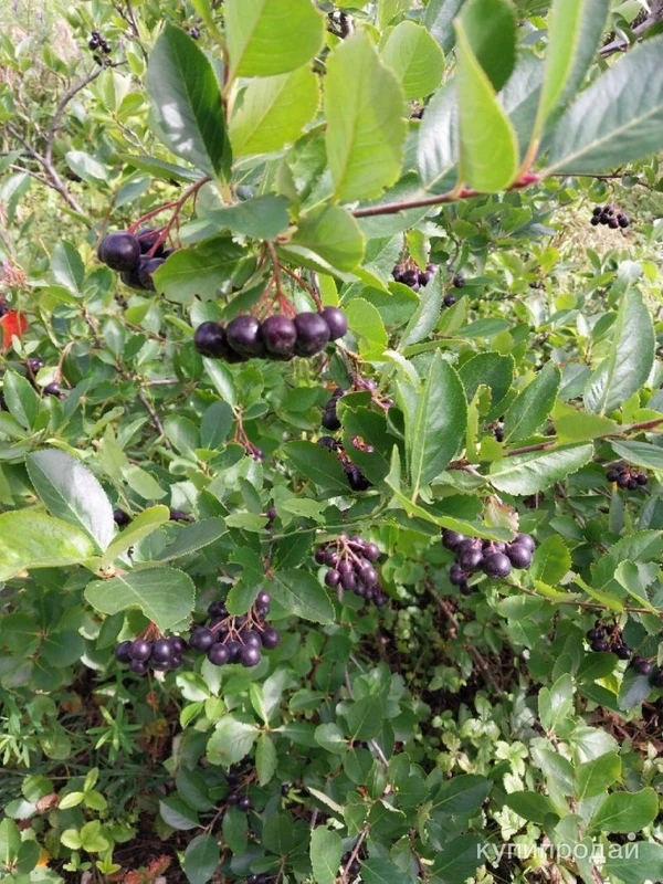 Фото Ягоды Аронии (Черноплодная рябина)