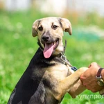 Фото №6 Милашка Глория, ласковая игривая домашняя собачка в добрые руки