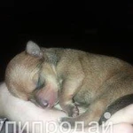 Фото №7 Продам щенков.