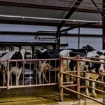 Фото №7 Продажа крс оптом живым весом