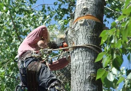 Фото Спиливание деревьев. вырубка, уборка порубочных остатков