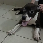 Фото №2 Щенки стаффордширского терьера