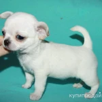 Фото №5 чихуахуа белоснежный мальчик шоу