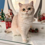 Фото №7 Британская девочка Лазура