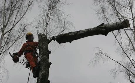 Фото Спиливание деревьев