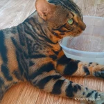 Фото №2 Бенгальский кот на вязку