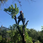 Фото №5 спил деревьев