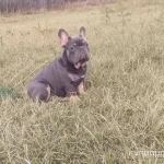 Фото №4 Французский бульдог мальчик