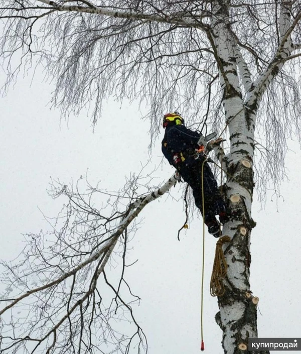 Фото ВАЛКА СПИЛ ДЕРЕВЬЕВ. РАСЧИСТКА УЧАСТКОВ. В УСЛОВИЯХ ОГРАНИЧЕННОГО ПРОСТРАНСТВА.