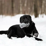 Фото №7 Чёрный богатырь Макс в добрые руки