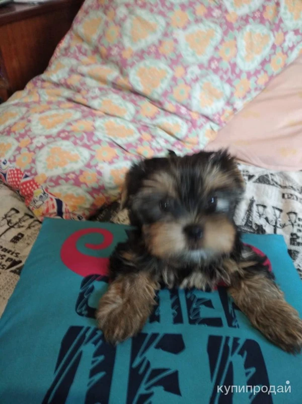 Фото Продажа