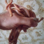 Фото №6 Лучистый полоз (Coelognatus Radiata)