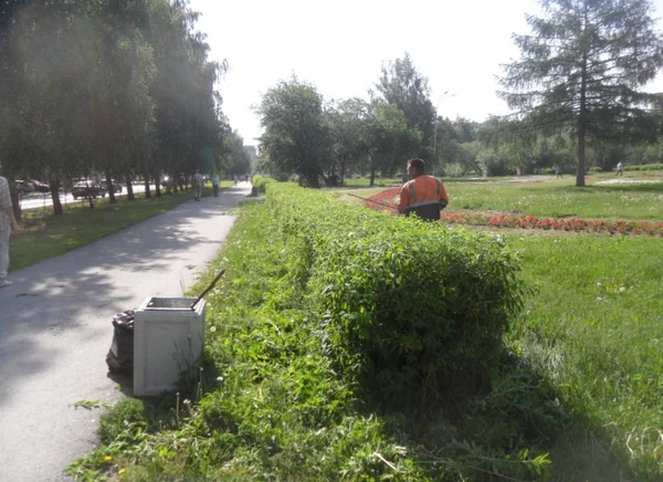 Фото Стрижка кустарника и живой изгороди