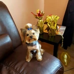 Фото №2 Брутальный Йорк миник на вязку