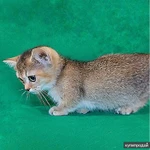Фото №9 Котята манчкин