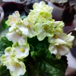 Фото №9 Фиалки