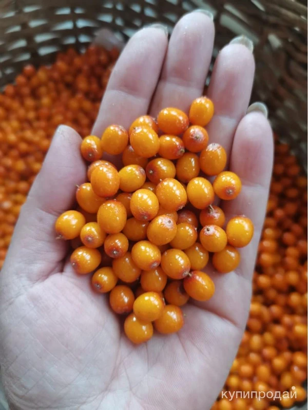 Фото Облепиха