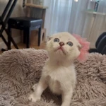 Фото №6 Шотландские котята