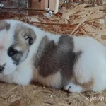 Фото №3 САО