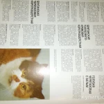 Фото №6 Все что нужно знать о кошках