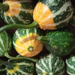 Фото №9 Тыква декоративная