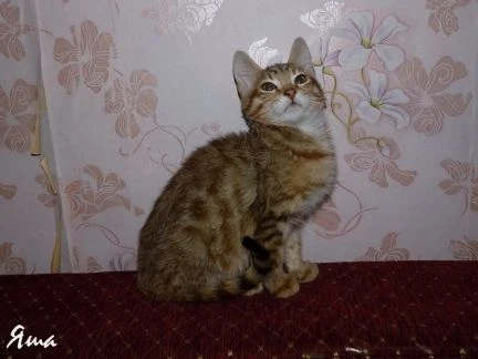 Фото Доставка симпатичного котенка на новоселье (выбор)