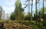 фото Вырубка деревьев в СПб и ЛО