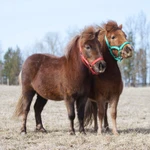 Фото №8 Продажа пони. Пони-ферма