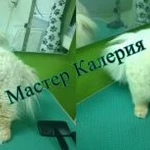 Фото №2 Груминг(стрижка собак и кошек)