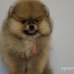 Фото №2 Щенок померанского шпица- мальчик