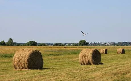 Фото Хозяйство продажа сельхозпредприятия действующее Рязань