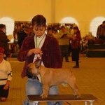 Обучение собак,передержка,инструктор по вязкам