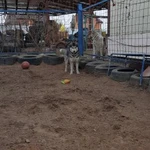 Фото №6 Kindergarten_for_dogs 