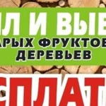 Спил и вывоз старых фруктовых деревьев. бесплатно